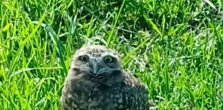 Descubrimientos del sistema endócrino y el reconocimiento mundial