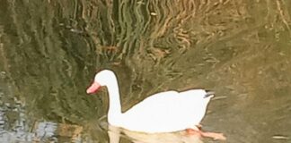 Luis Alberto Spinetta: “Quedará este sueño final”