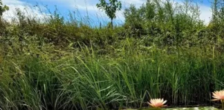 Especialistas afirman que cultivarse es bueno